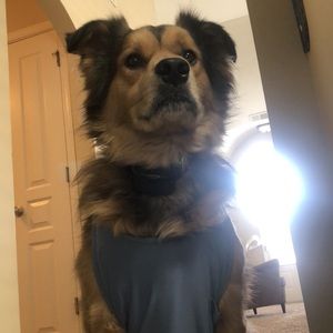 Dog tank top